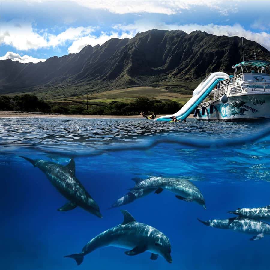 Dolphin Watch and Snorkeling